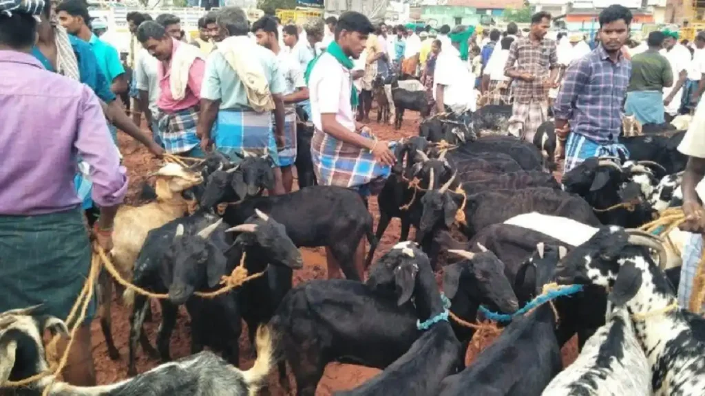 Approaching Christmas Weedy Weeraganur Goat Market Goats sold for more than Rs.1.50 crore